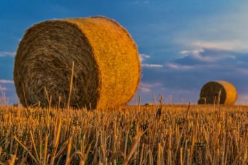 Can This Pig Farmer Teach You Value Investing?