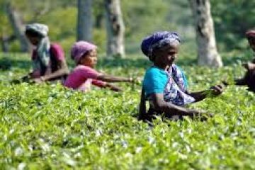 Ethnic unrest leaves world’s tea drinkers thirsty for $1,800 Darjeeling brew