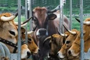 Supreme Court suspends ban on trade in cattle for slaughter