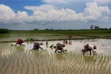 Erratic monsoon rains threaten key Indian grain, food crops