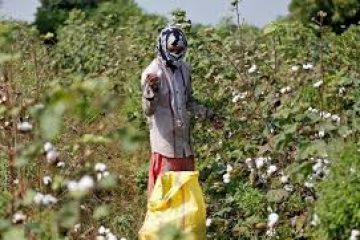 Top cotton buyers flock to India as hurricanes hit U.S. crop
