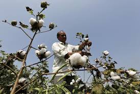 India’s cotton regions forecast to get much needed rain