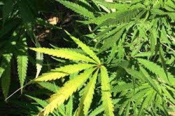 Marijuana investors cheer Canada tax proposal
