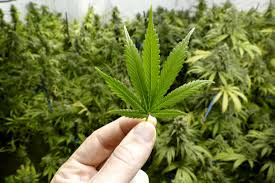 Marijuana Stocks Soar As California Legalizes Recreational Pot