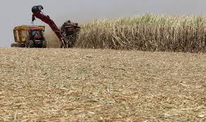 India approves subsidy for cane farmers to help sugar mills: source