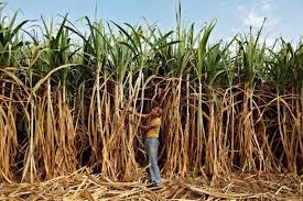India prepares sweeteners for sugar mills, cane growers