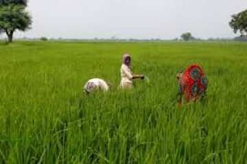 India raises local rice purchase price by 13 percent to woo farmers