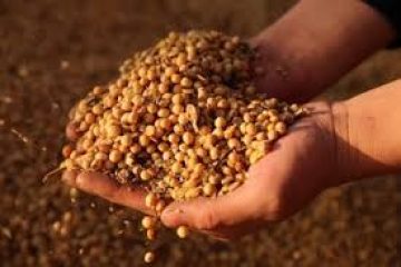 India’s soybean output may rise 20 percent in 2018/2019 – industry official