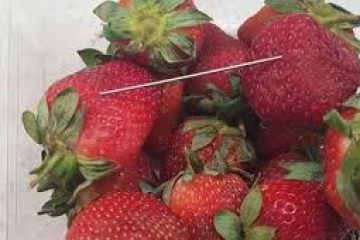 Australian state offers $70,000 reward as strawberries sabotaged with needles