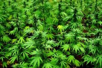 Aurora Cannabis Stock Trading Suspended on Robinhood Because Demand Grew Too, Um, High