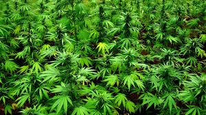 Aurora Cannabis Stock Trading Suspended on Robinhood Because Demand Grew Too, Um, High