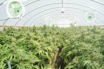 Aurora Cannabis Earnings Report: Big Pot Equals Big Profits