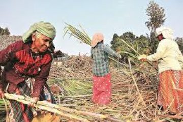 India sugar output to sour further on scanty rains: trade official