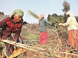 India sugar output to sour further on scanty rains: trade official