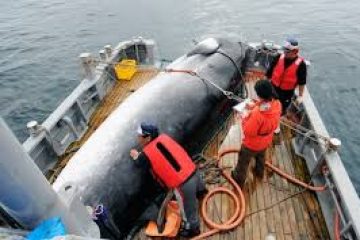 Japan to resume commercial whaling after pulling out of IWC