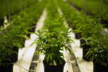 Aurora Cannabis Earnings Reveal More Money, More Problems for Recreational Pot Sales