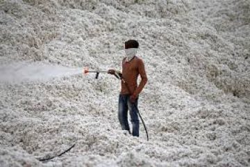 India’s cotton imports to surge as output hits 9-year low – trade body
