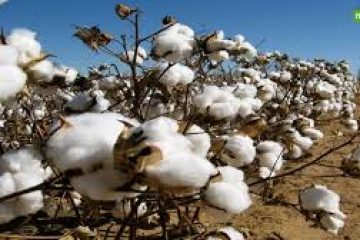 India’s cotton output could jump 20% to five-year high, says official