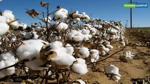 India’s cotton exports gain pace as overseas price rise, rupee weakens