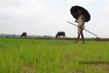 India’s summer crop planting down nearly 9%: government