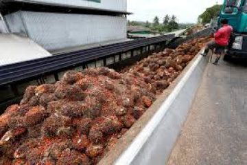 Malaysia says palm oil dispute with India is ‘temporary’